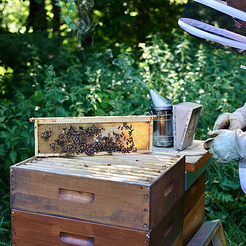 Auf unserer Streuobstwiese sind zur Zeit fleißige Bienchen 🐝 unterwegs und produzieren leckeren Honig für unsere...